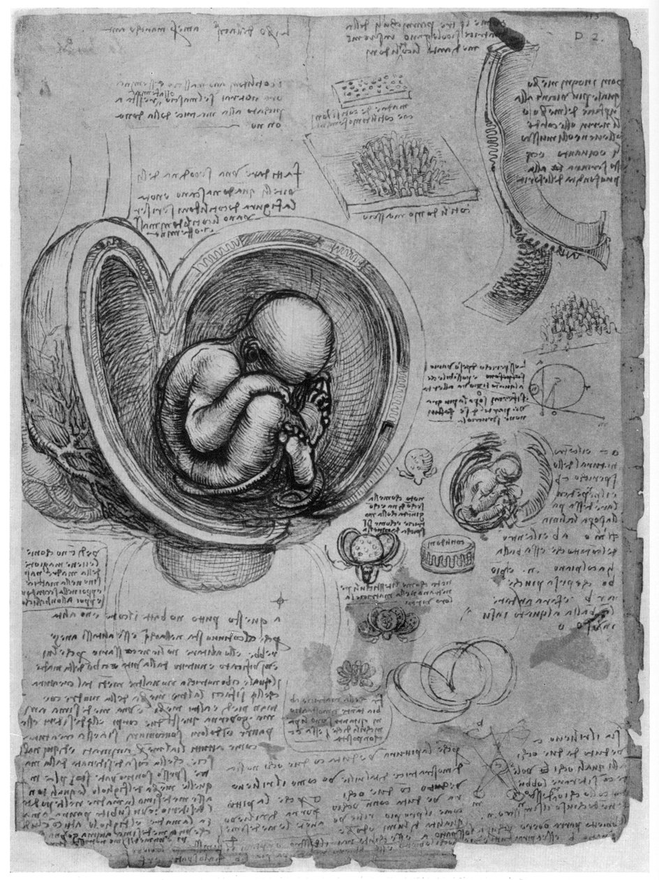 Anatomisk skisse av et menneskefoster i livmoren, c1510 1954 av Leonardo da Vinci