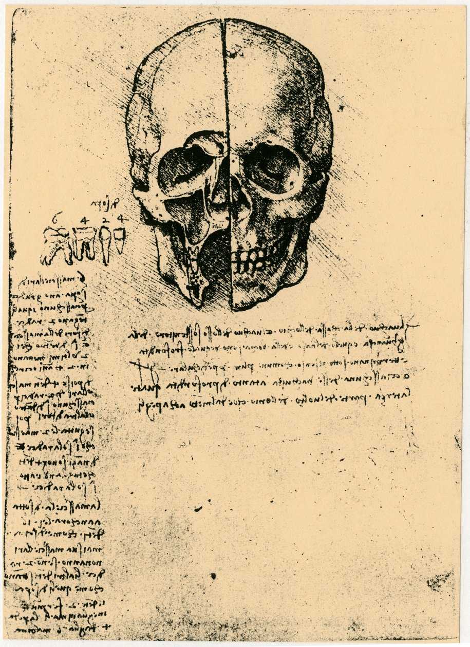 Anatomisk skisse av en menneskeskalle, c1472-1519 av Leonardo da Vinci