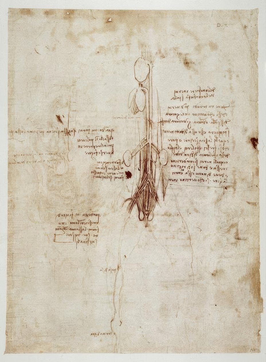 Anatomiestudien av Leonardo da Vinci