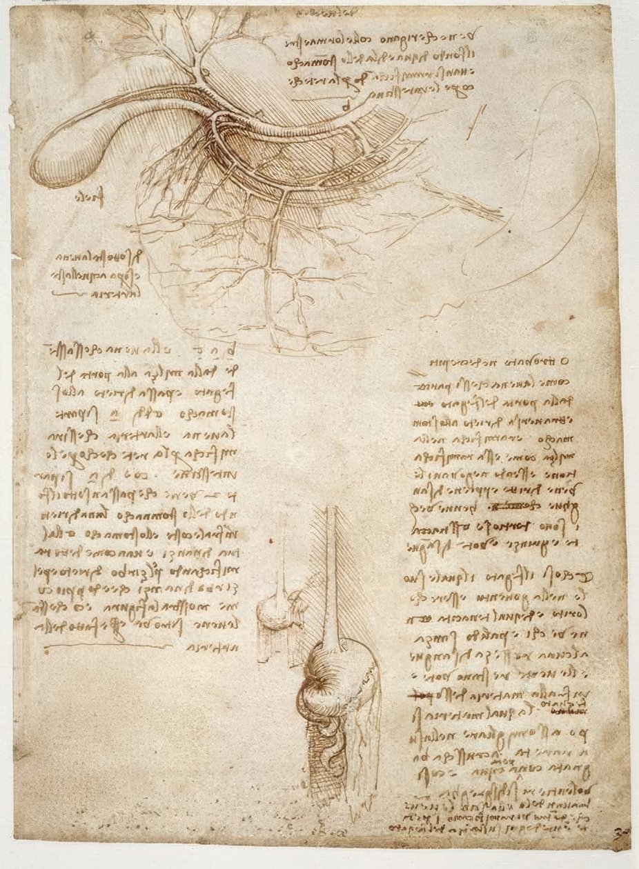 Anatomiestudien av Leonardo da Vinci