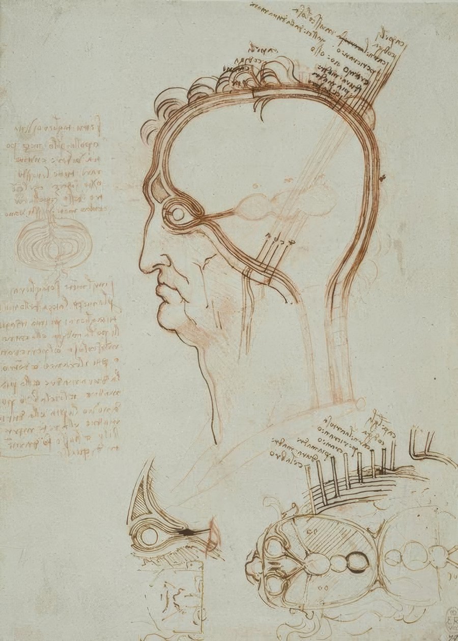 Anatomiestudien av Leonardo da Vinci