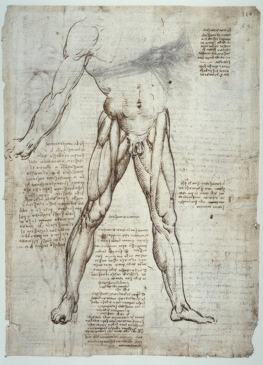Anatomiestudien av Leonardo da Vinci