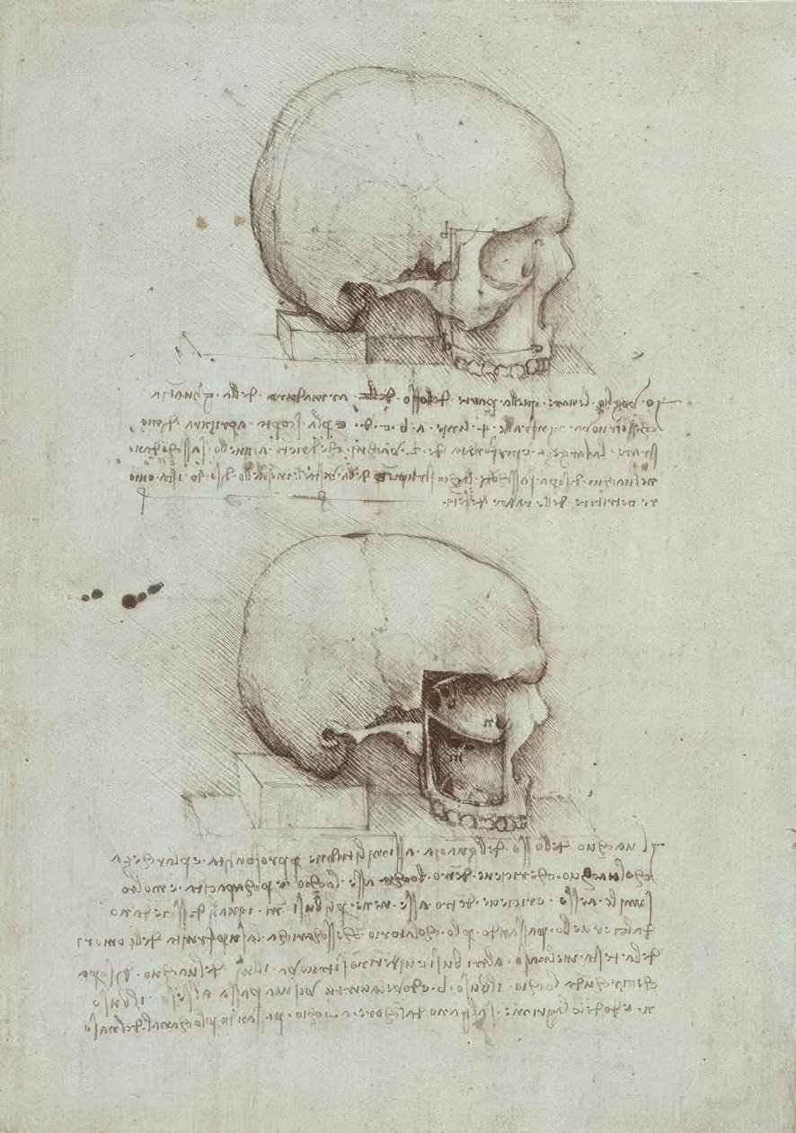 Anatomiestudien av Leonardo da Vinci