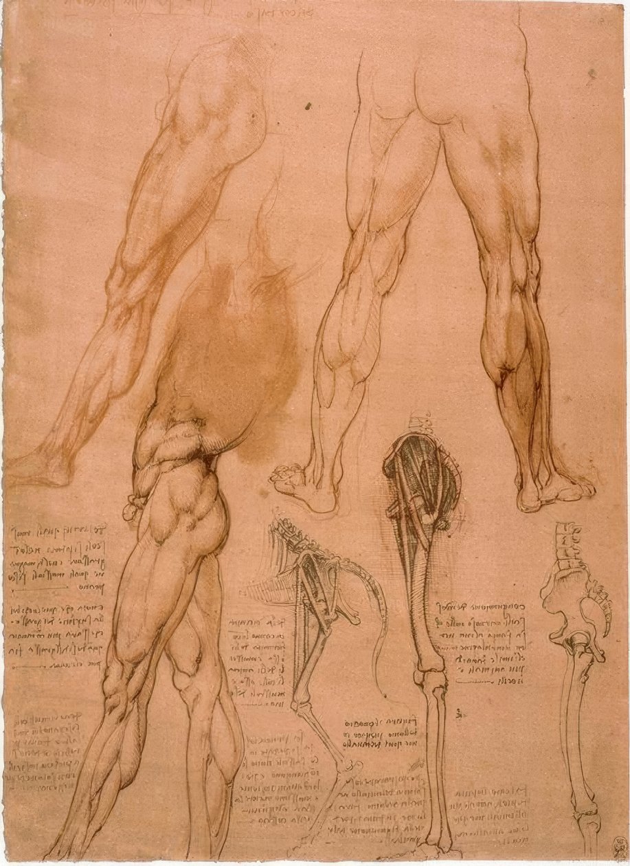 Anatomiestudien: Beinmuskulatur av Leonardo da Vinci