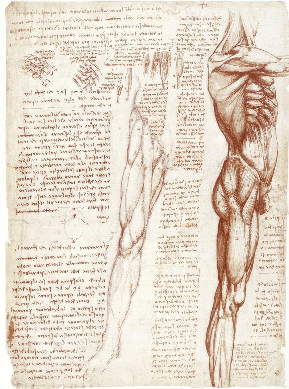 Anatomistudier: Musklene i stammen og bena av Leonardo da Vinci