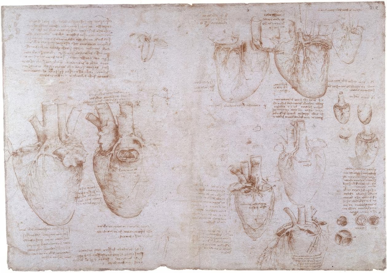 Anatomistudier: Overflateårer ... av Leonardo da Vinci