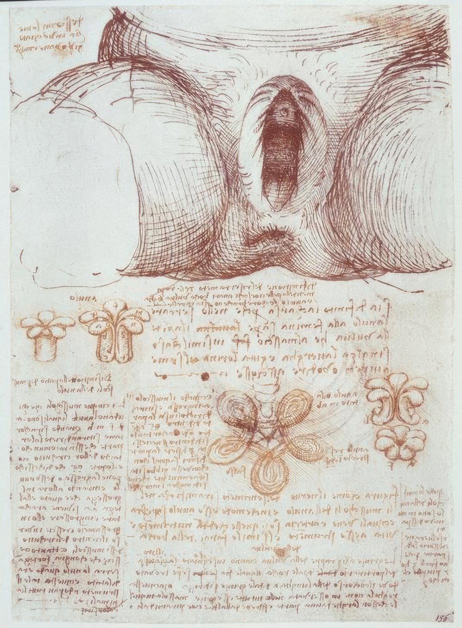 Anatomistudier: vulva hos en multiparøs kvinne etter fødsel av Leonardo da Vinci