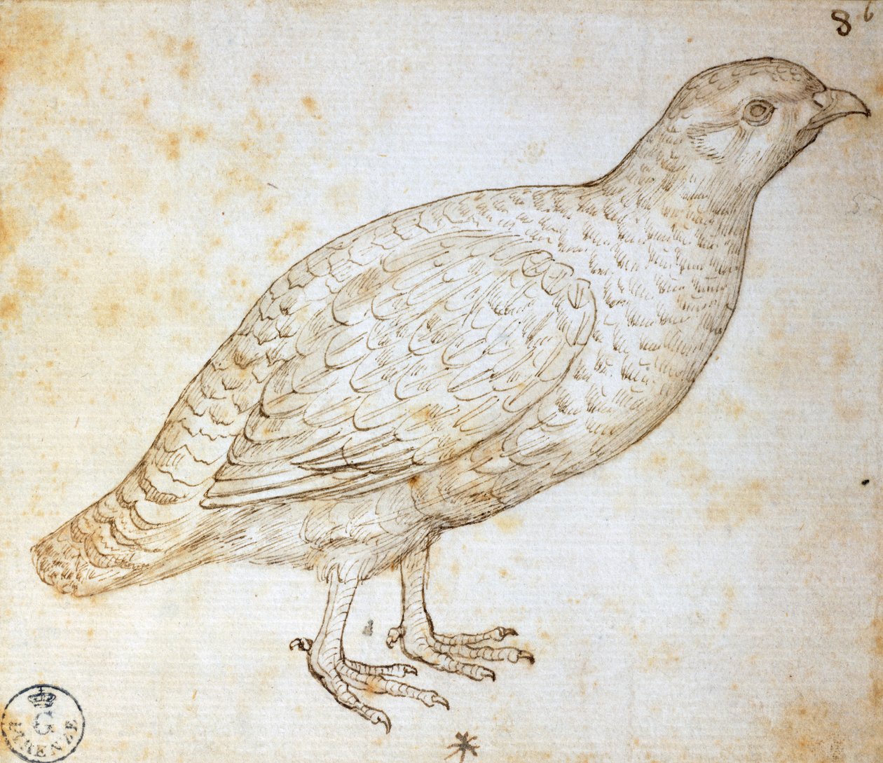 Dyrestudier: vaktel, av Leonardo da Vinci (1452-1519), tegning 754 orn av Leonardo da Vinci