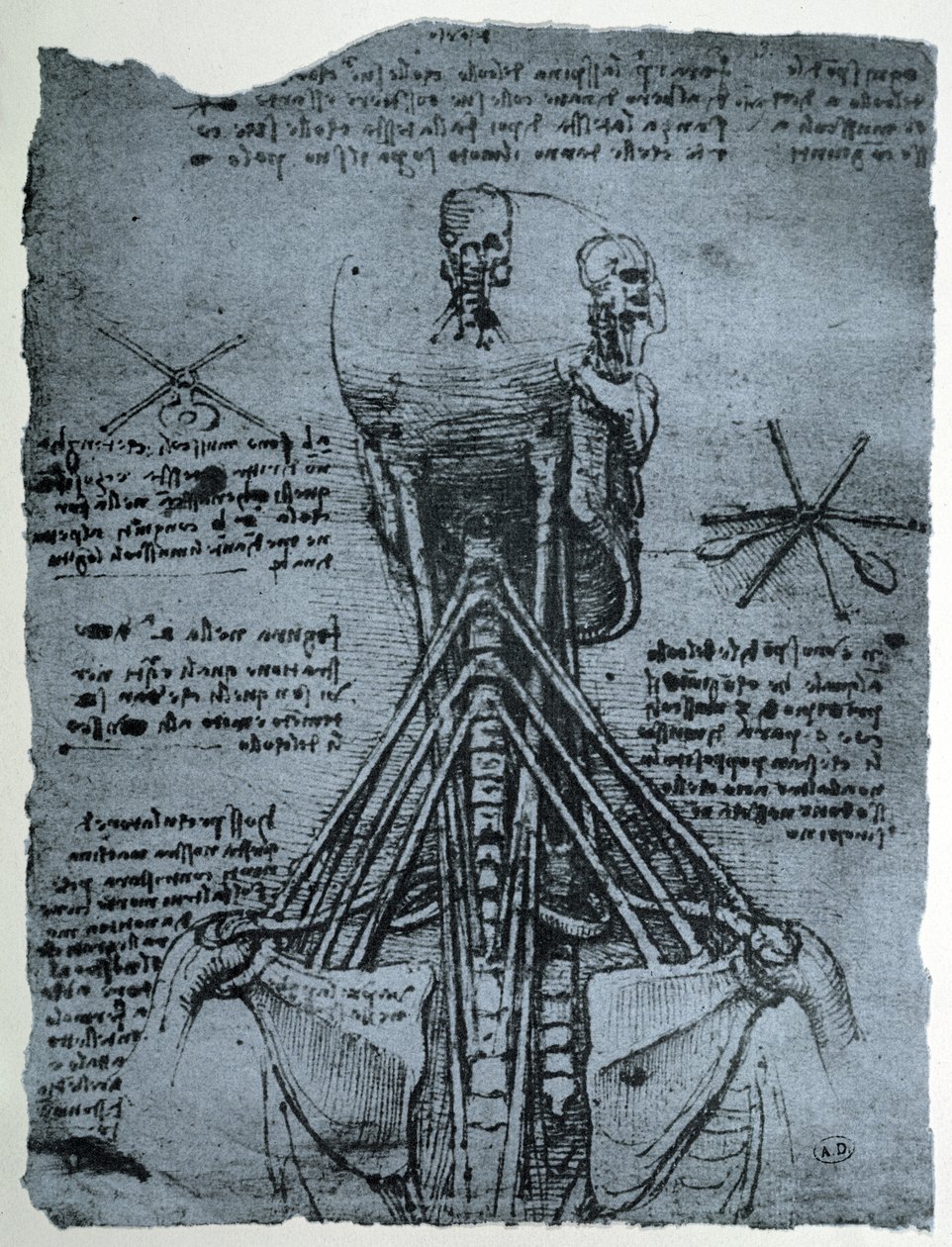 Benstruktur av den menneskelige nakke og skulder, faksimilekopi av Leonardo da Vinci