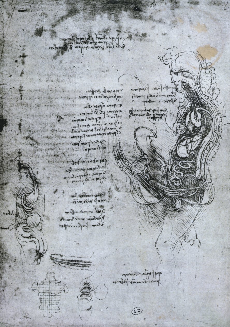 Coition of Hemisected Man and Woman, faksimilekopi av Leonardo da Vinci