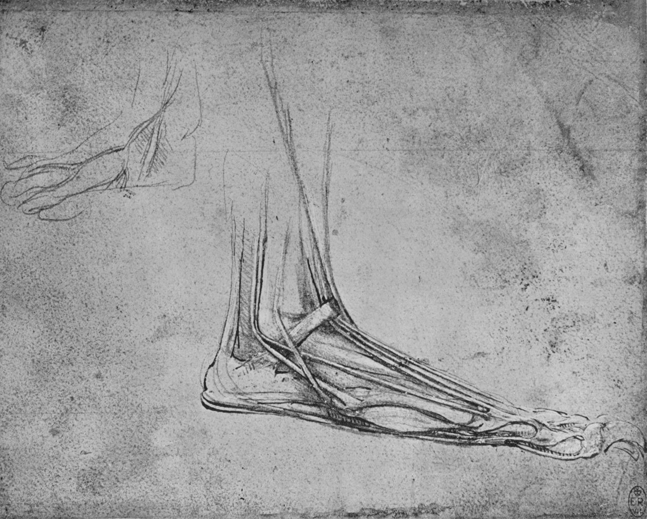 Disseksjon av en bjørnefot til høyre, c1480 1945 av Leonardo da Vinci