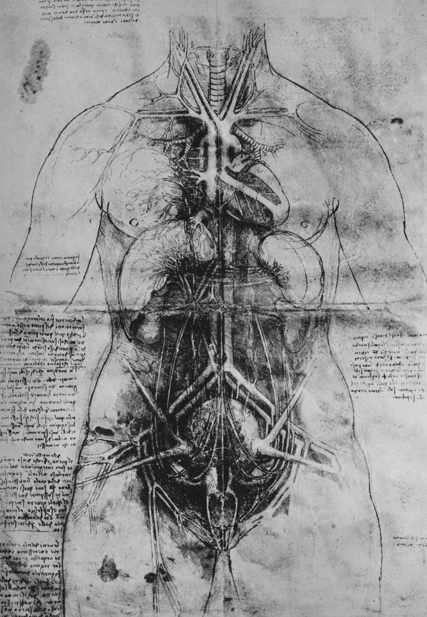 Disseksjon av hovedorganene til en kvinne, c1480 1945 av Leonardo da Vinci