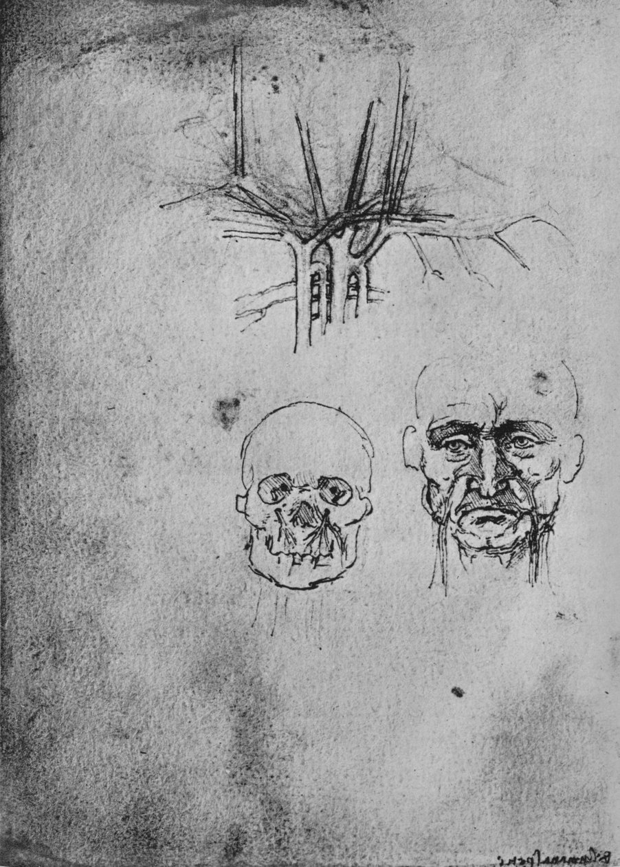 Tegning som viser posisjonen til blodårene i nakken og ansiktet, c1480 1945 av Leonardo da Vinci