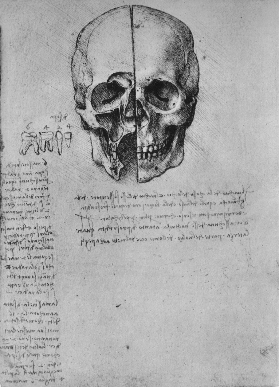 Tegning av Two Halves of a Skull, c1480 1945 av Leonardo da Vinci
