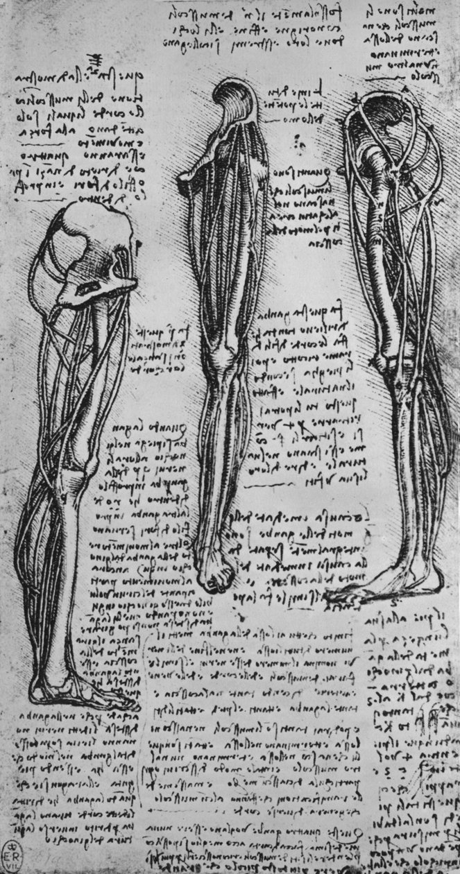 Tegninger av et venstre ben som viser bein og sener, c1480 1945 av Leonardo da Vinci