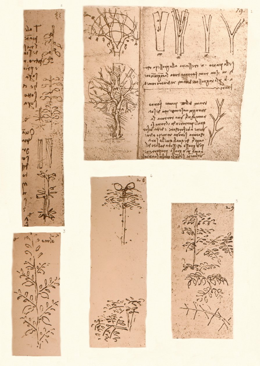 Fem tegninger som illustrerer elementene i landskapsmaleriet, c1472-c1519 1883 av Leonardo da Vinci