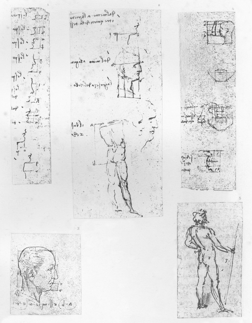 Fem tegninger som illustrerer teorien om proporsjonene til den menneskelige figuren, c1472-c1519 1883 av Leonardo da Vinci