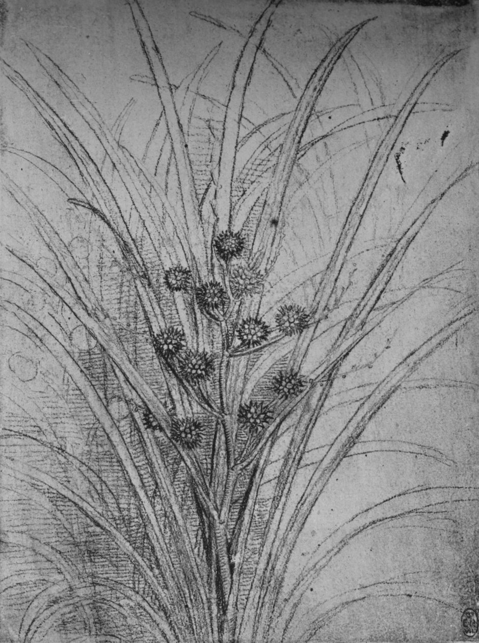 Flower Rushes, c1480 1945 av Leonardo da Vinci