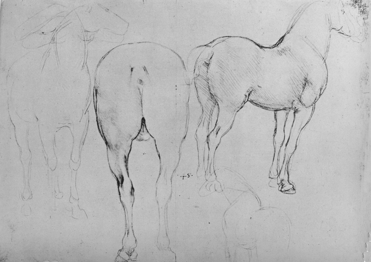 Fire skisser av hester, c1480 1945 av Leonardo da Vinci