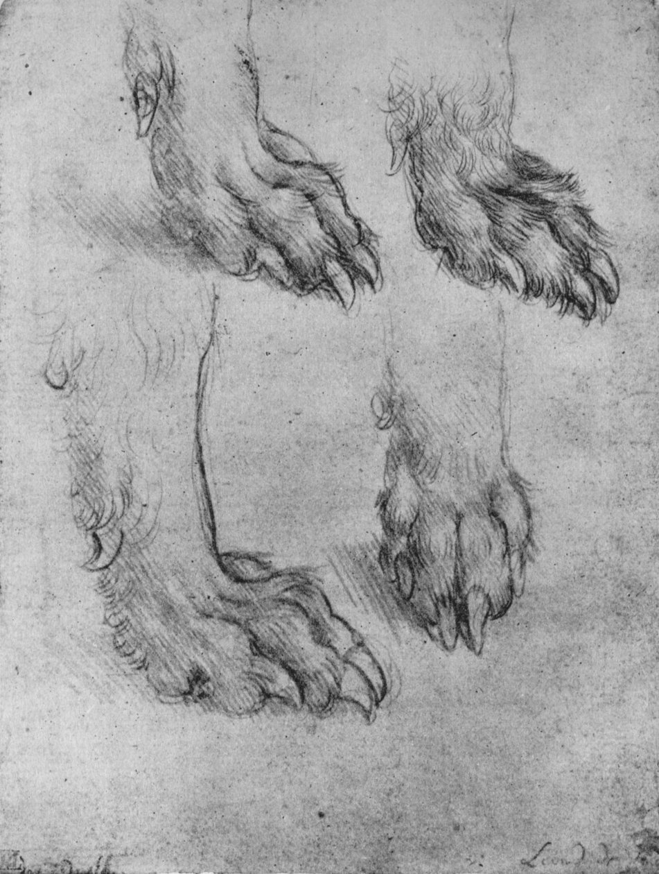 Fire studier av potene til en hund eller ulv, c1480 1945 av Leonardo da Vinci