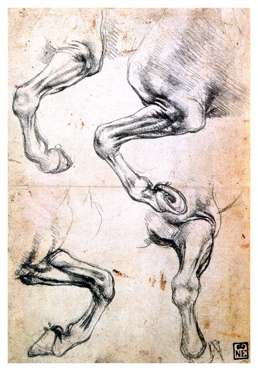 Fire studier av hesteben, c1500 av Leonardo da Vinci