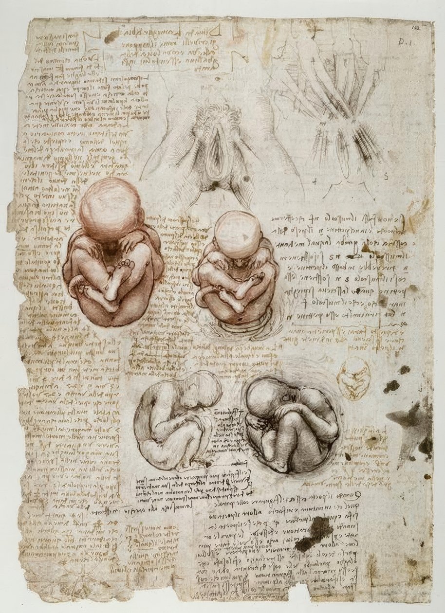 Foster i livmoren av Leonardo da Vinci