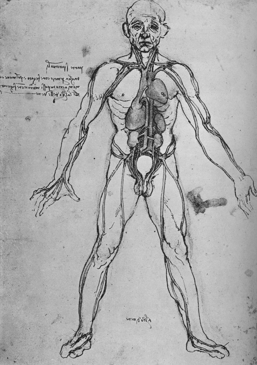 Mann tegnet som en anatomisk figur for å vise hjertet, lungene og hovedarteriene, c1480 1945 av Leonardo da Vinci