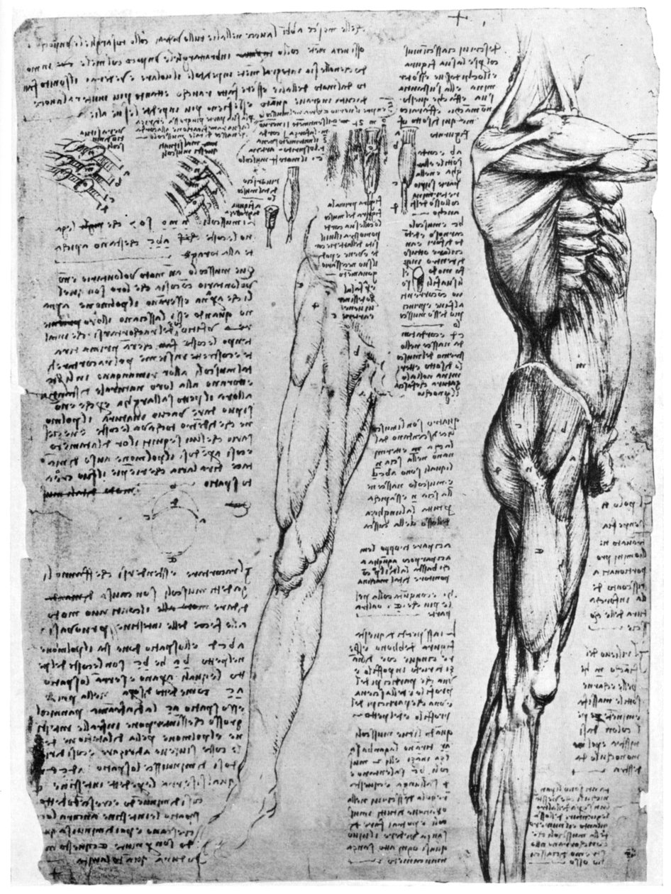 Muskelstudier, slutten av 1400- eller begynnelsen av 1500-tallet 1954 av Leonardo da Vinci