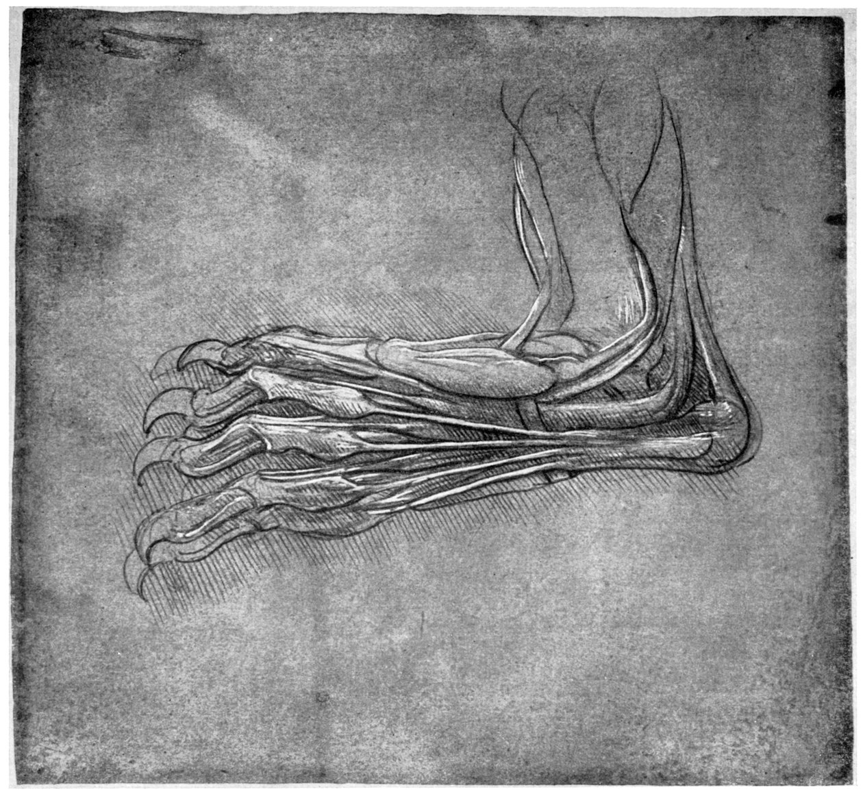 Muskler og sener i en fot, muligens av en hare, sent på 1400- eller tidlig på 1500-tallet 1954. av Leonardo da Vinci