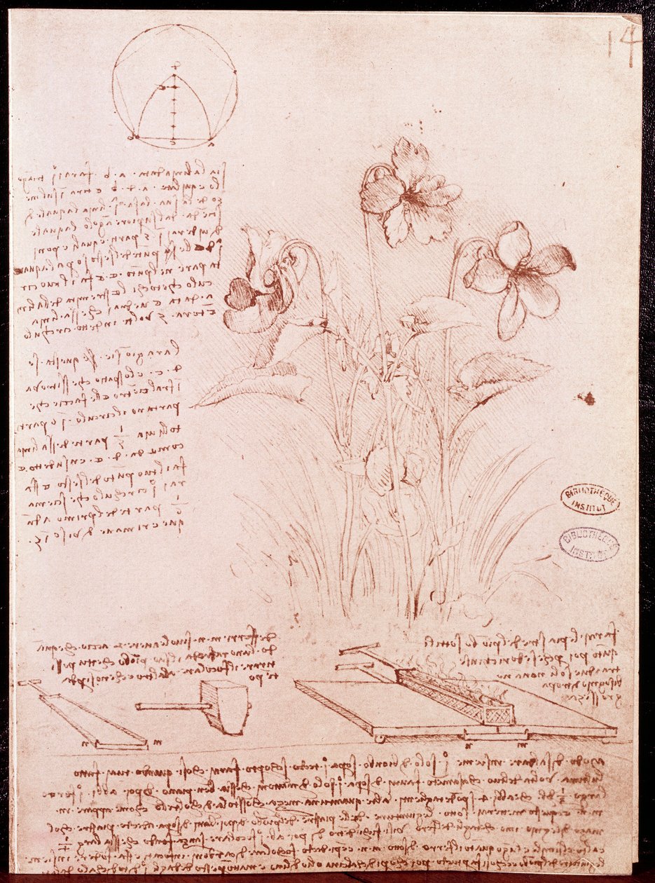 Notater og skisser av botanikk og geometri: narcissus. Tegning på dobbeltside av manuskript av Leonardo da Vinci (Leonardo da Vinci) (1452-1519) av Leonardo da Vinci