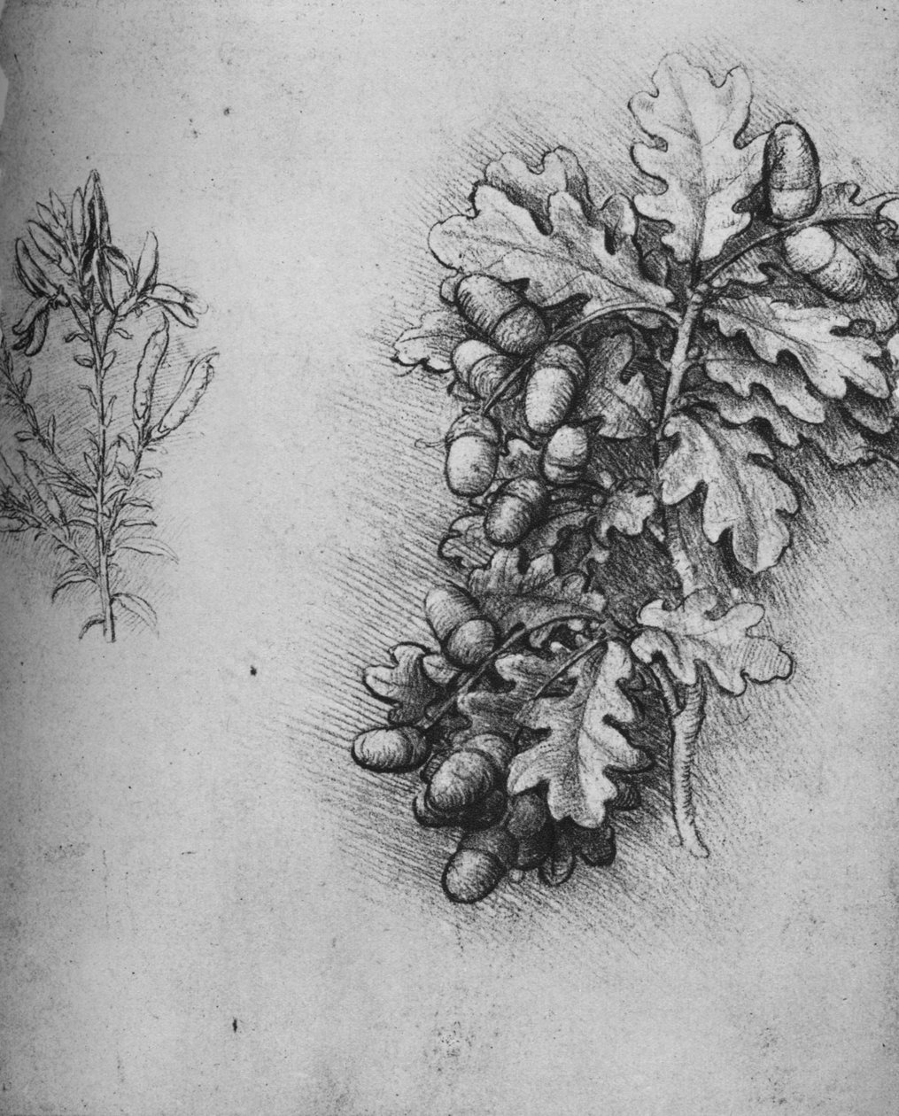 Eik-blader med eikenøtter og fargestoffer Greenweed, c1480 1945 av Leonardo da Vinci