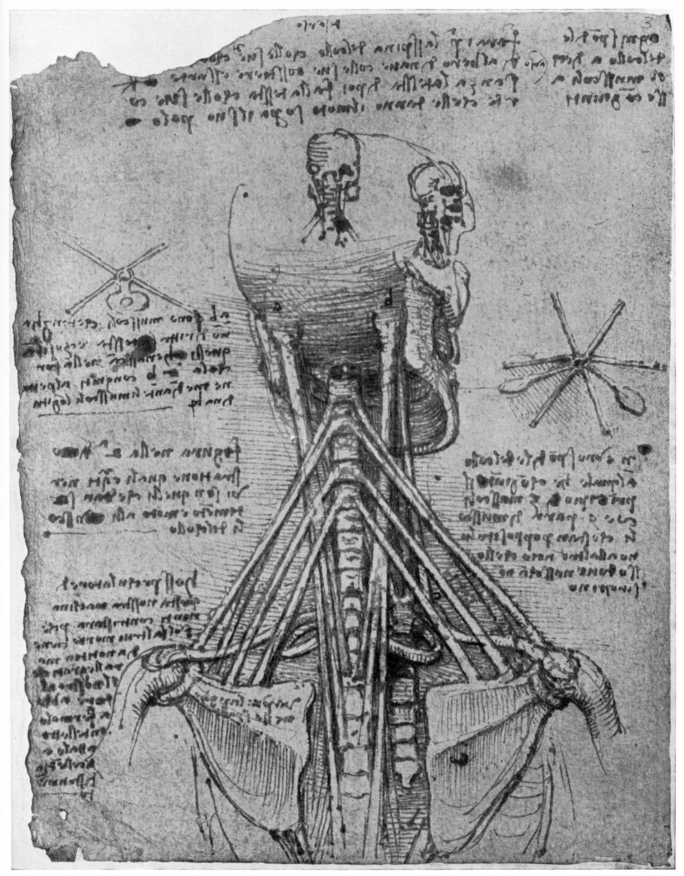 Sett bakfra av et skjelett som viser senene i nakken, sent på 1400- eller tidlig på 1500-tallet 1954 av Leonardo da Vinci