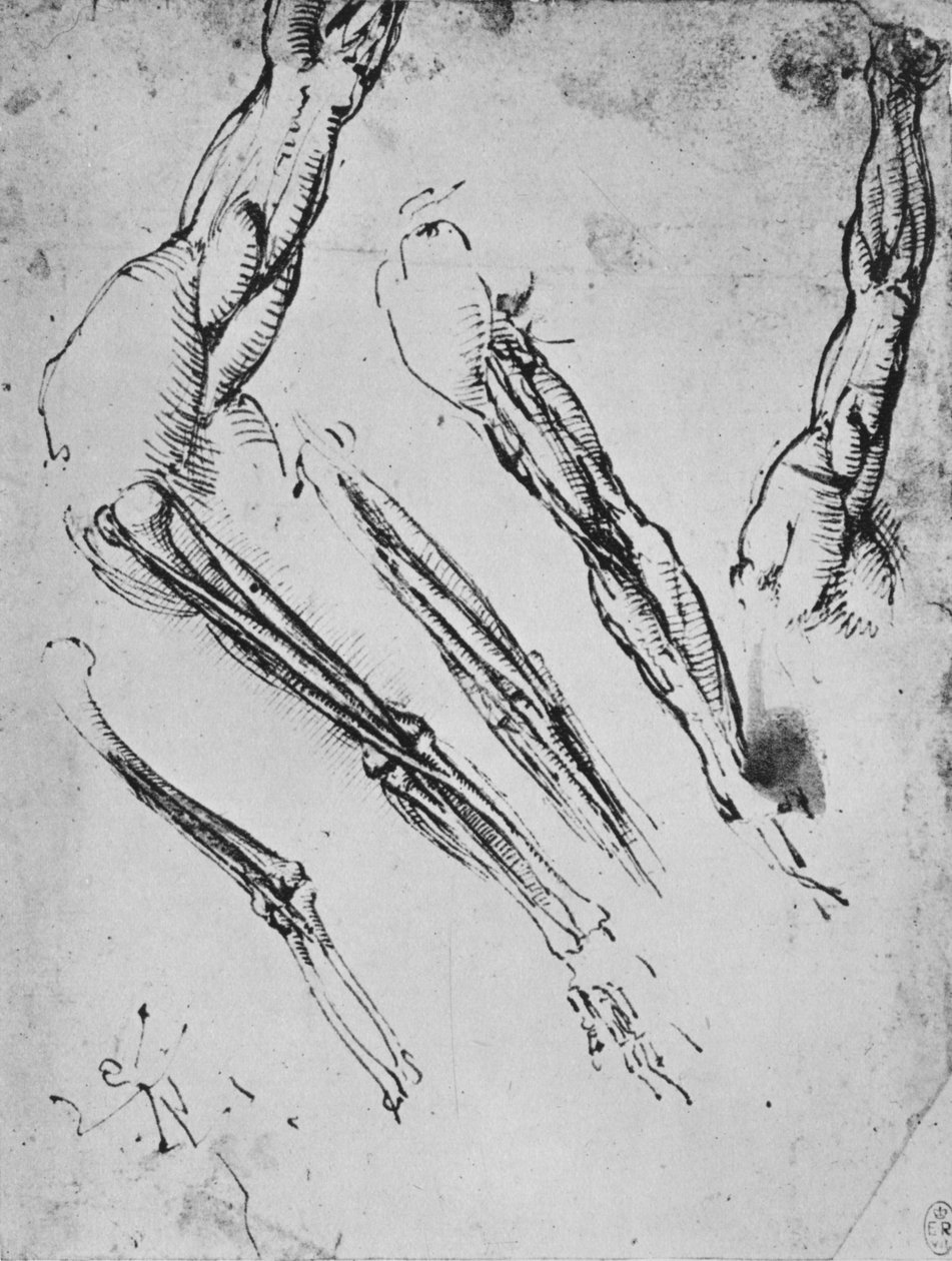Seks studier av en arm som viser beinene i tre tilfeller, c1480 1945 av Leonardo da Vinci