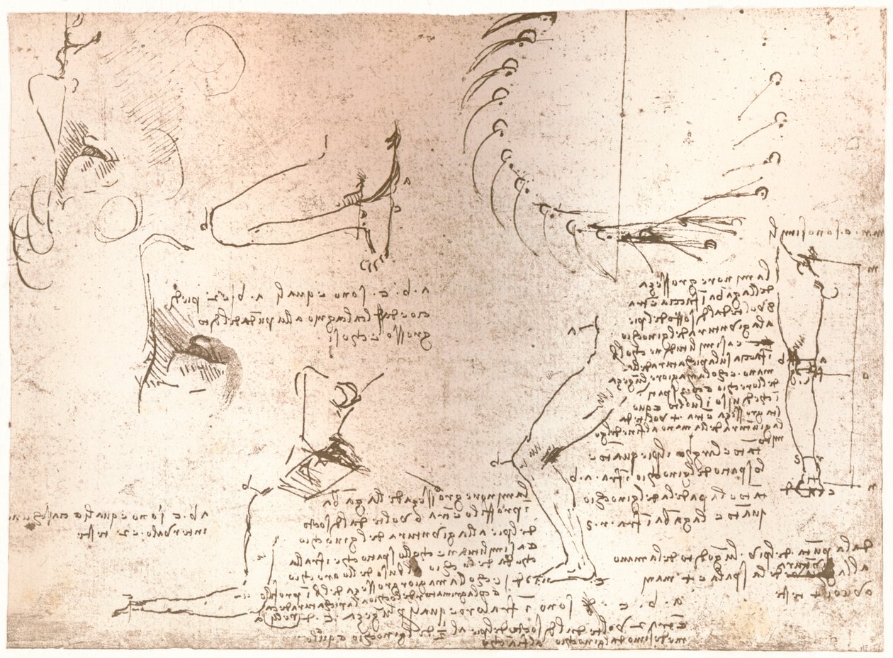 Skisser som illustrerer teorien om proporsjonene til den menneskelige figuren, c1472-c1519 1883 av Leonardo da Vinci