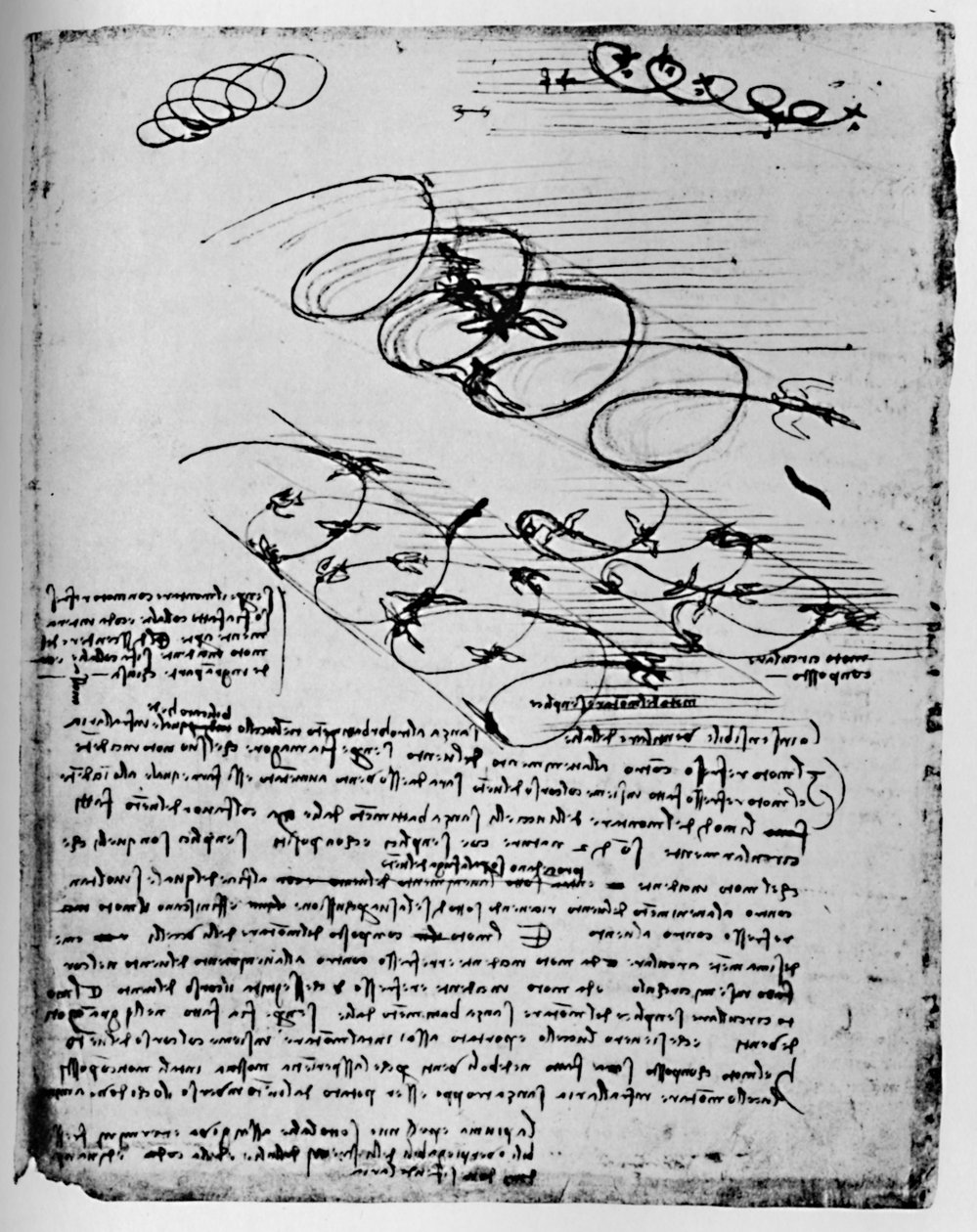 Studier av fugler i flukt når de reiser seg og sirkler, 1928 av Leonardo da Vinci