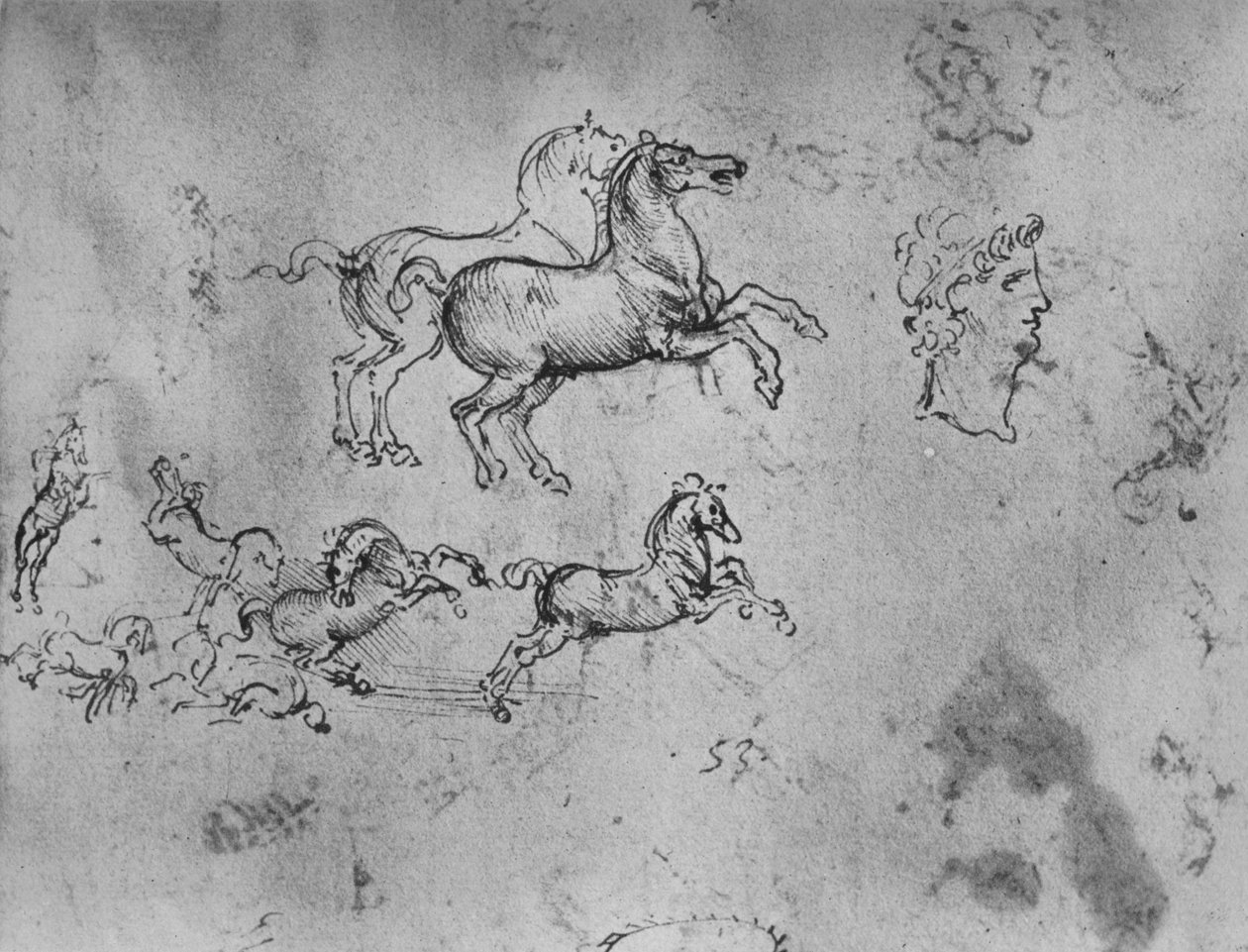 Studier av galopperende hester og et hode, c1480 1945 av Leonardo da Vinci