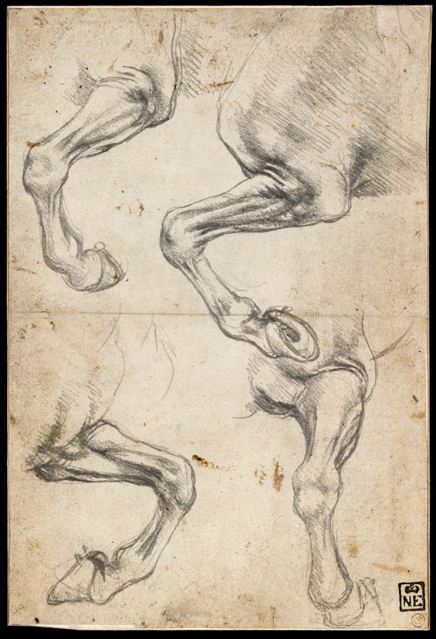 Studier av hesteben av Leonardo da Vinci