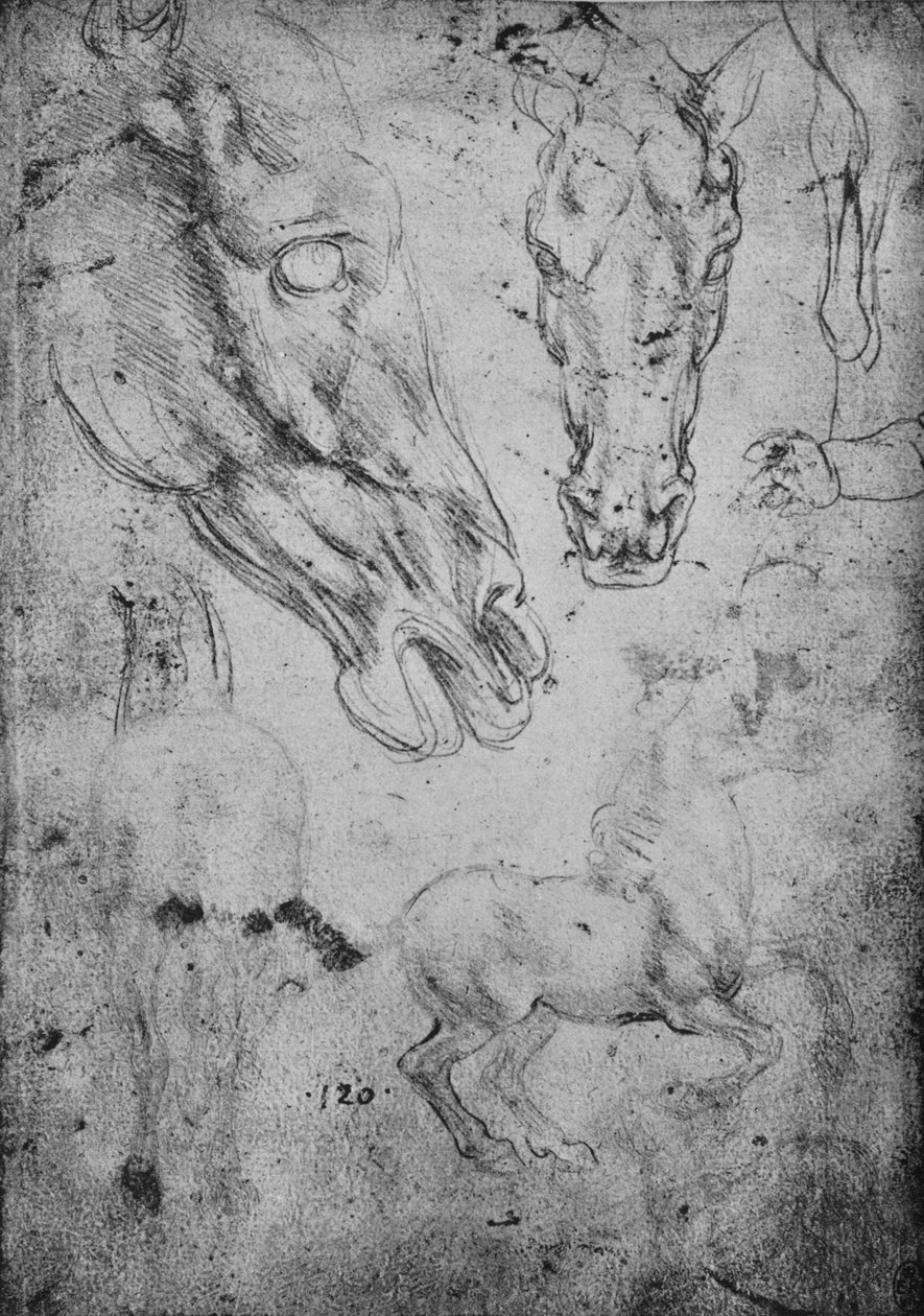 Studier av hester og hestehoder, c1480 1945 av Leonardo da Vinci