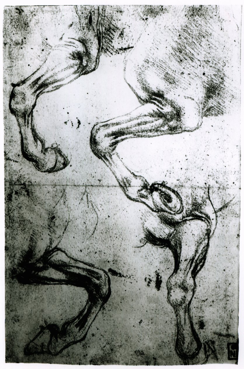 Studier av hestens ben (penn og blekk på papir) av Leonardo da Vinci