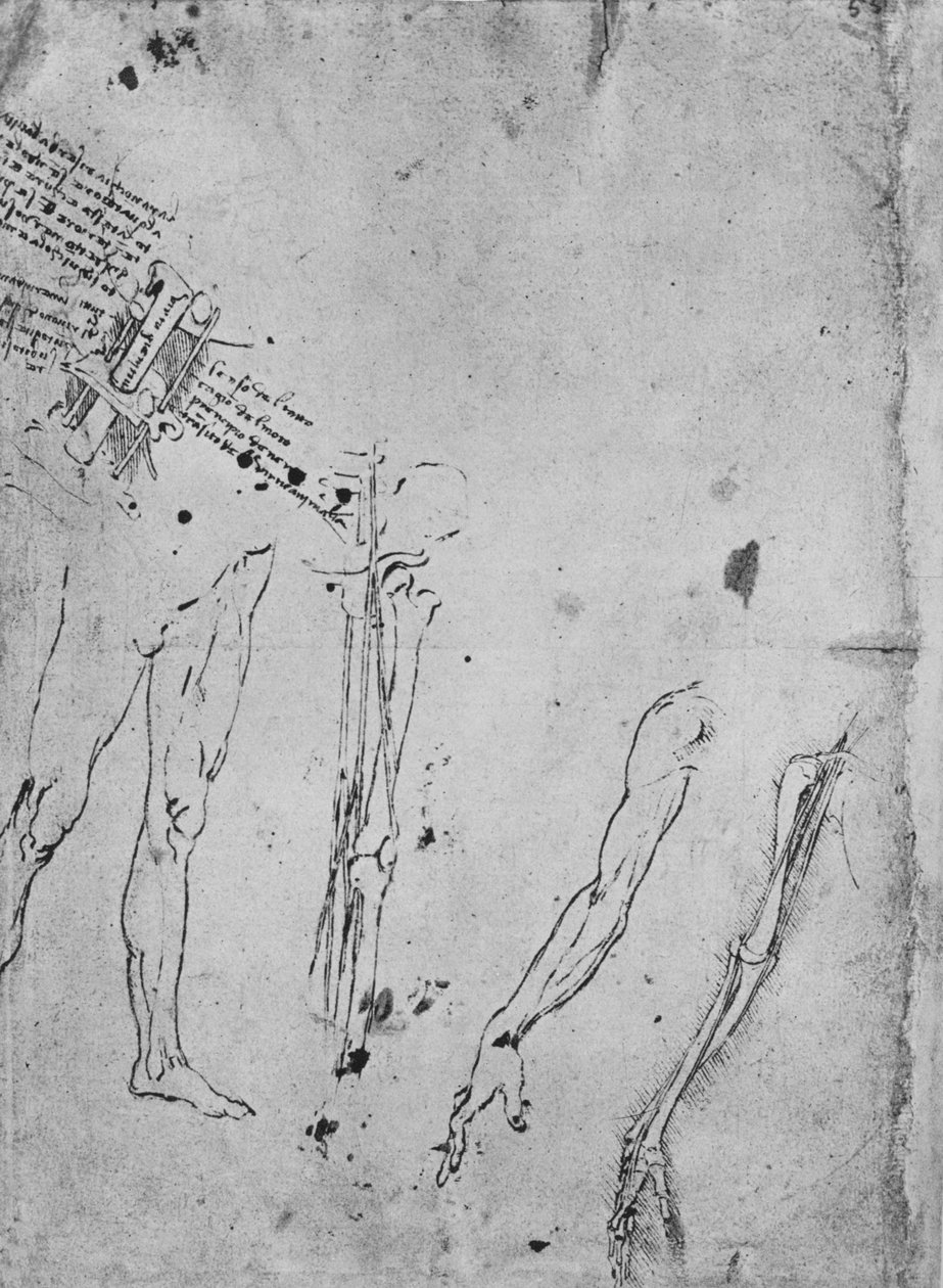 Studier av ben, av bein og sener i et ben, av en arm og av bein og sener til en A av Leonardo da Vinci