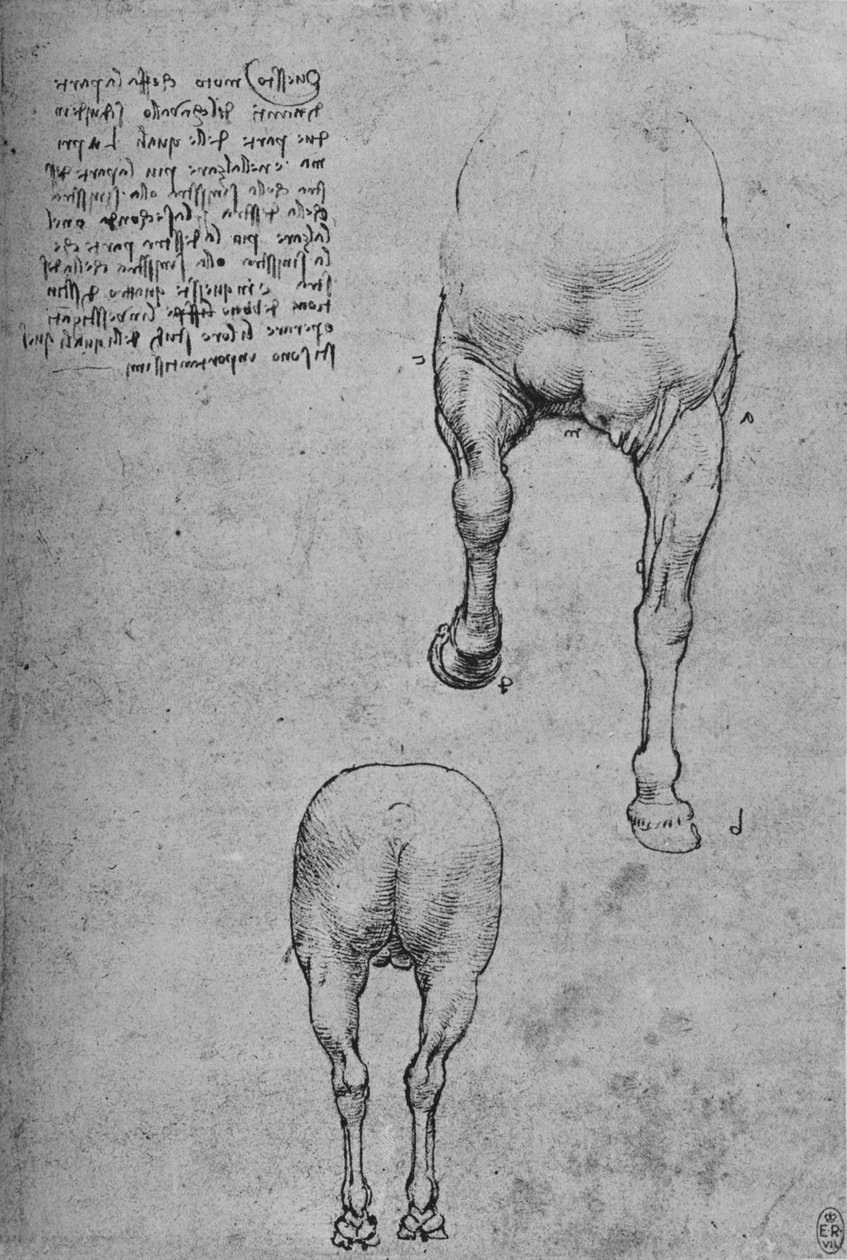 Studier av forkvartene og bakdelene til en hest, c1480 1945 av Leonardo da Vinci
