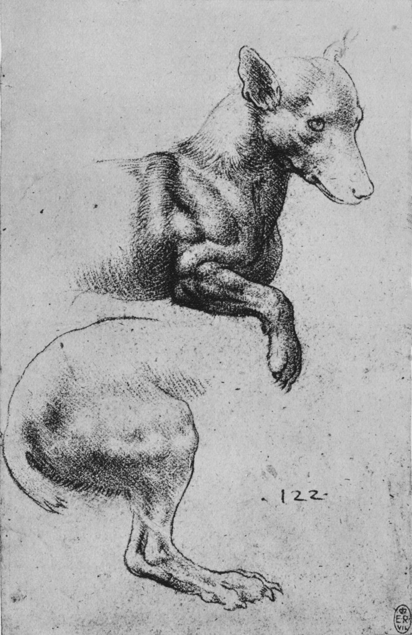 Studier av forparten og bakdelen av en hund, c1480 1945 av Leonardo da Vinci