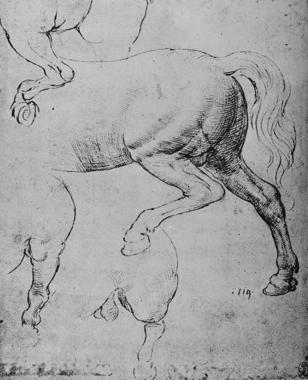 Studier av bakdelene og bakbena til en hest, c1480 1945 av Leonardo da Vinci