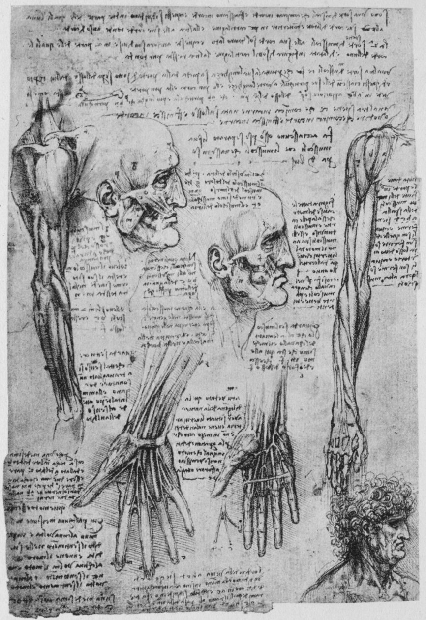Studier av musklene i ansiktet og armen, c1480 1945 av Leonardo da Vinci