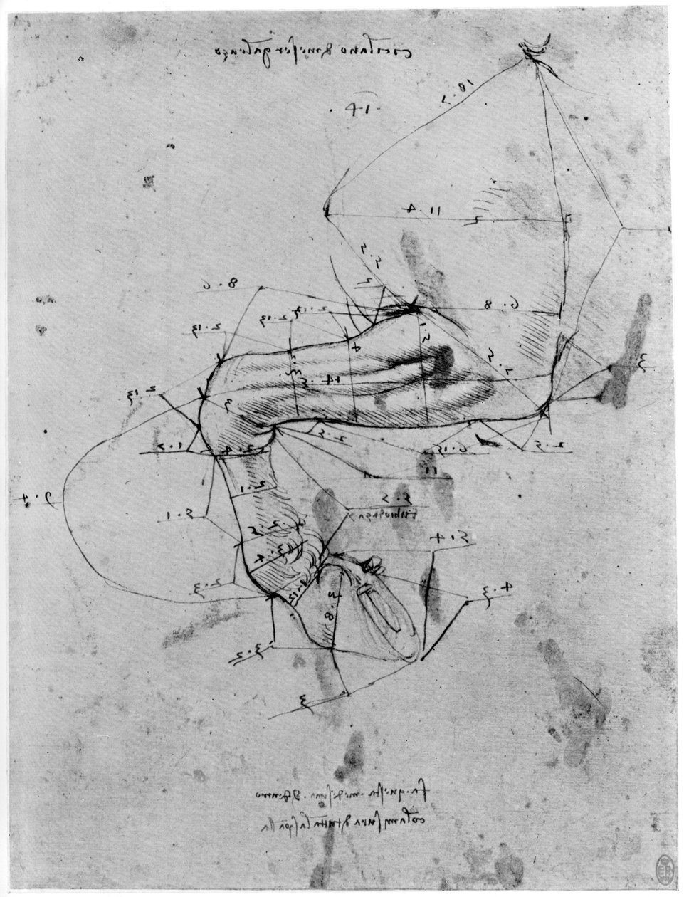 Studie i forhold til et hestelegg, sent på 1400- eller tidlig på 1500-tallet 1954. av Leonardo da Vinci