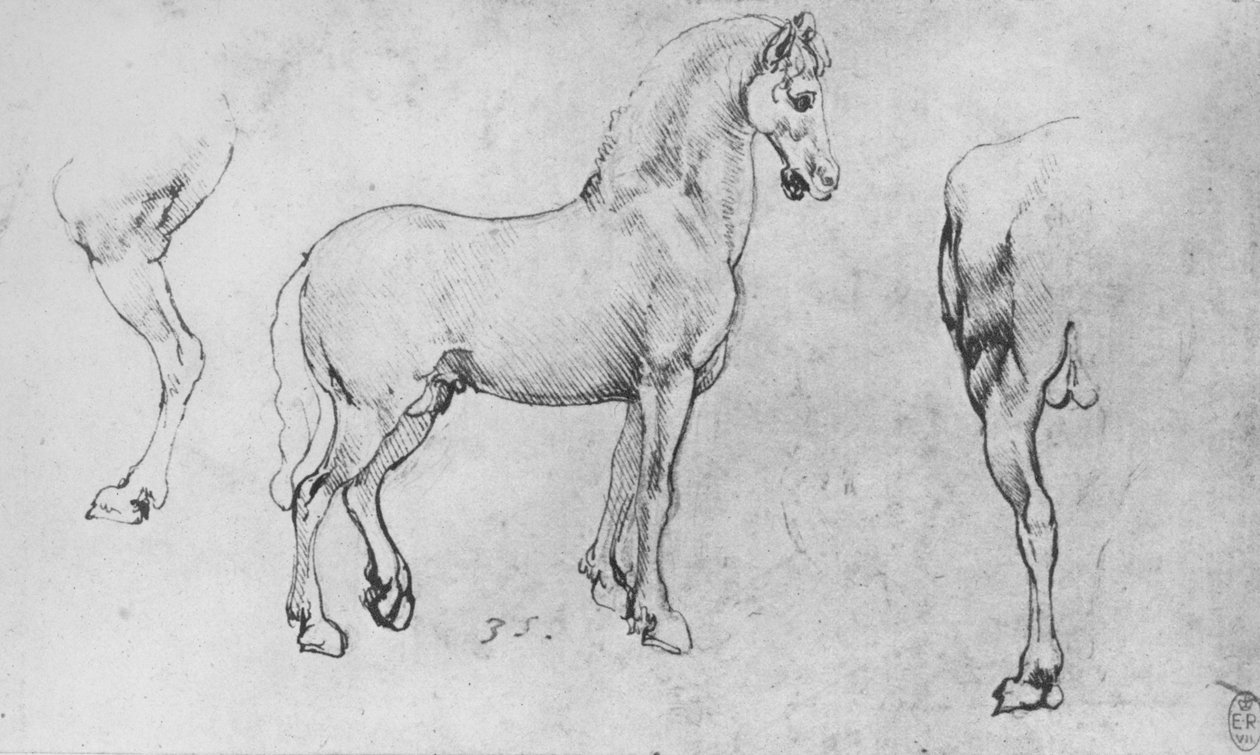 Studie av en hest, dens nære bakben og dens bakdel, c1480 1945 av Leonardo da Vinci