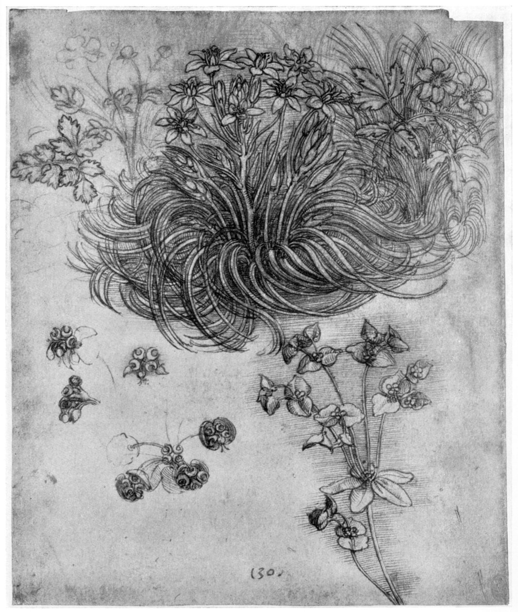 Studie av en Star of Bethlehem-plante, 1505-1507 1954 av Leonardo da Vinci