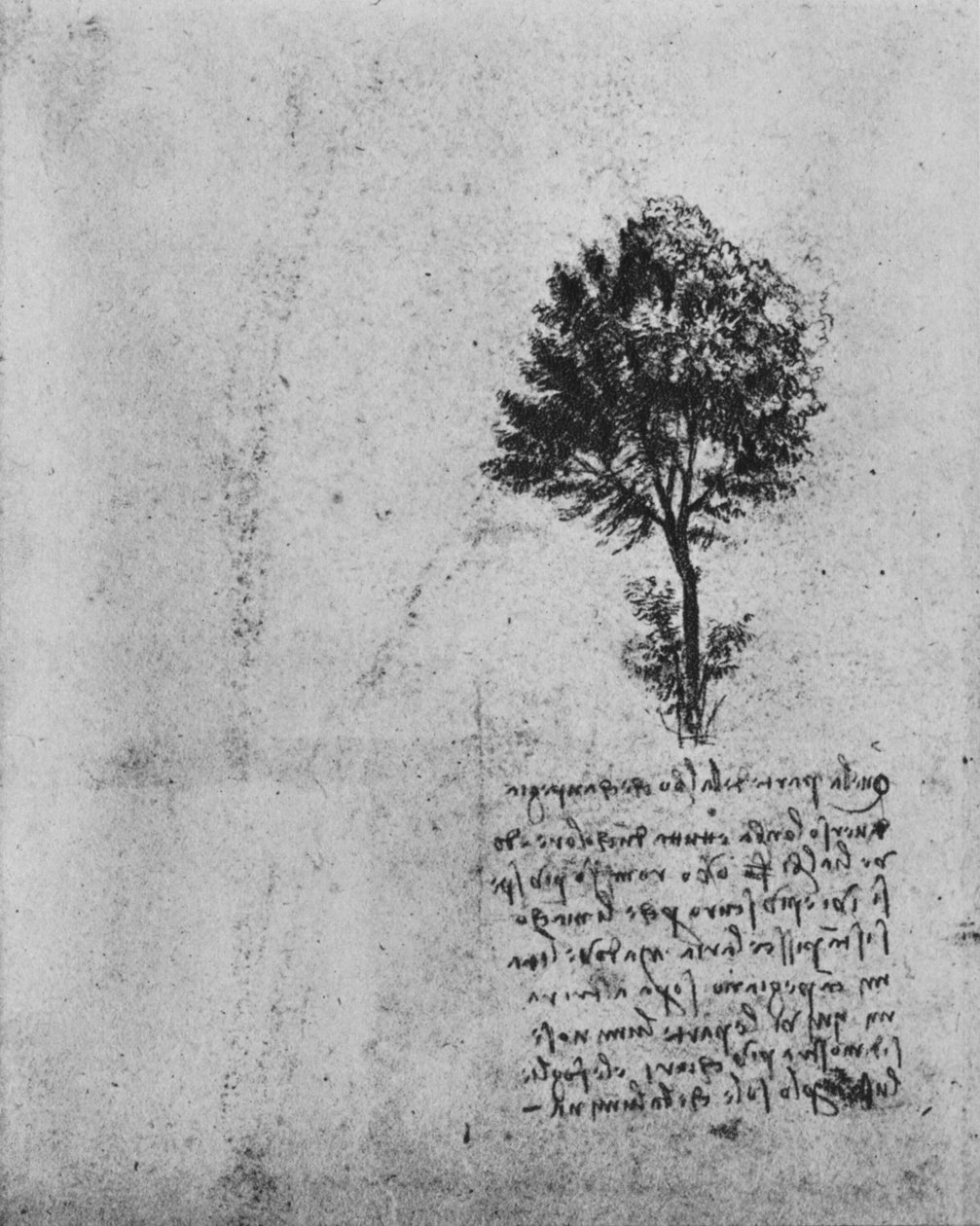 Study of a Tree, c1480 1945 av Leonardo da Vinci