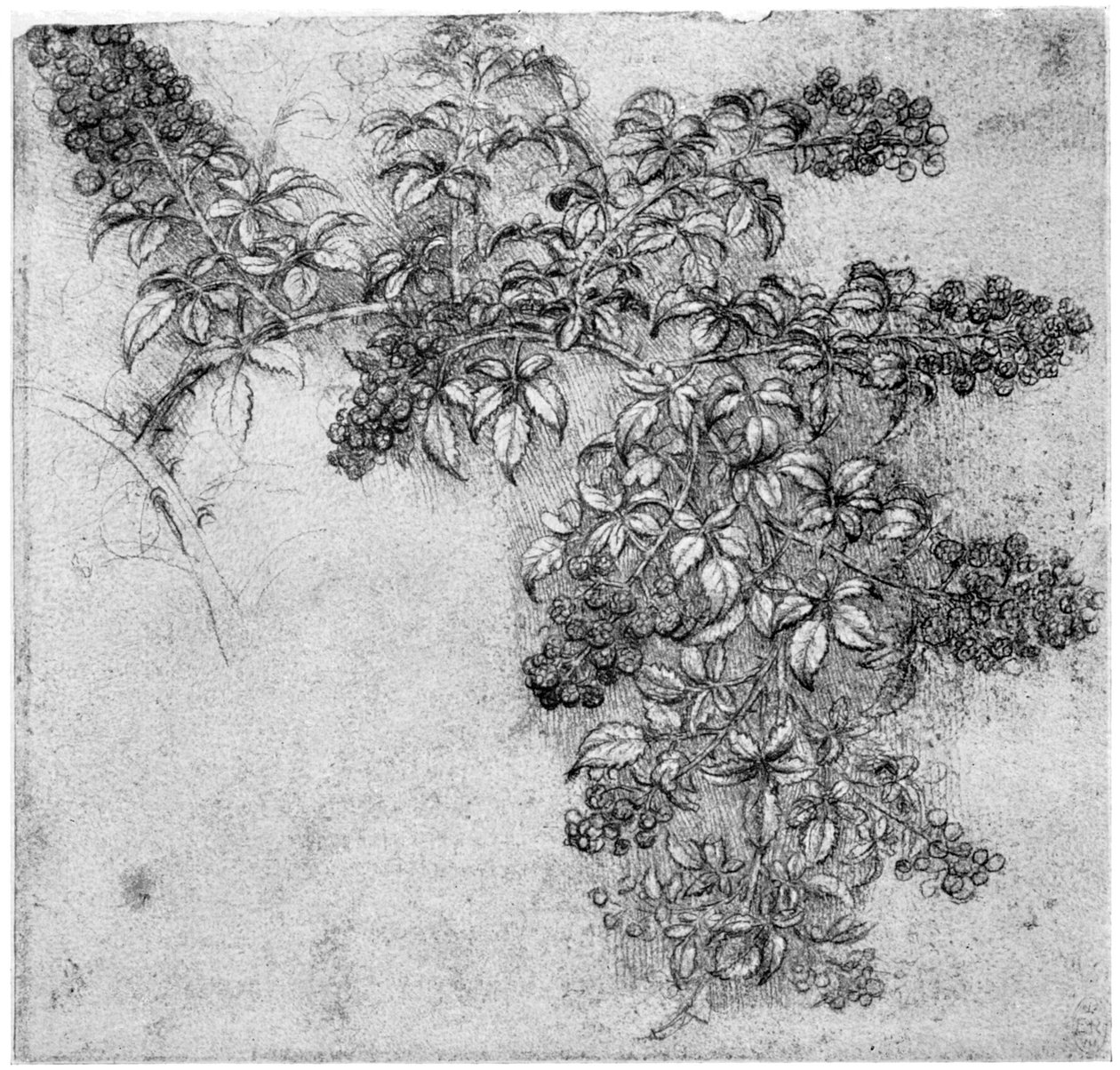 Studie av en bjørnebærgren, sent på 1400- eller tidlig på 1500-tallet 1954 av Leonardo da Vinci