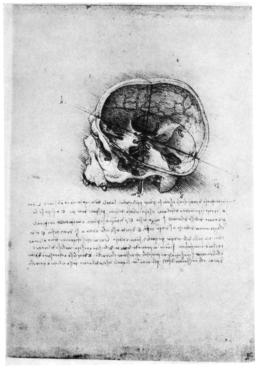 Studie av en menneskeskalle, sent på 1400- eller tidlig på 1500-tallet 1954. av Leonardo da Vinci